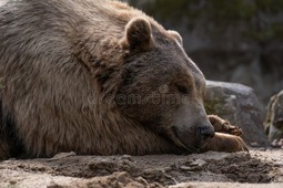 thumbnail of face-portrait-brown-bear-sleeping-happily-face-portrait-brown-bear-sleeping-happily-day-175970572.jpg