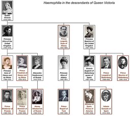 thumbnail of 669px-Haemophilia_of_Queen_Victoria_-_family_tree_by_shakko.jpg