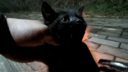 thumbnail of this kitten.png