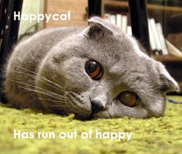 thumbnail of happy_cat_sad.jpg