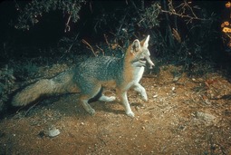 thumbnail of NPS-grey-fox.jpg