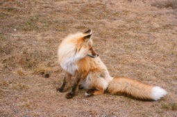 thumbnail of env-red-fox.jpg