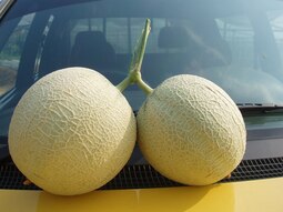 thumbnail of melons.JPG