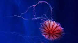 thumbnail of 183-1834803_hd-wallpapers-jellyfish-hd.jpg