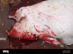 thumbnail of pig-slaughter-is-a-tradition-in-the-rural-areas-DB9M8W.jpg