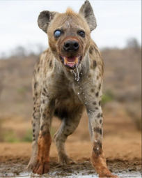 thumbnail of hyena.PNG