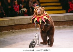 thumbnail of circus-bear-on-speech-260nw-571817413.jpg