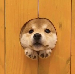 thumbnail of shiba inu head in wood wall hole.jpg