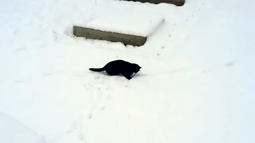 thumbnail of Mouse hunt in the snow.mp4