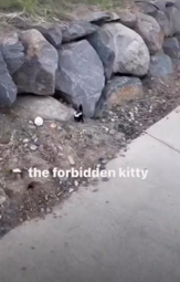 thumbnail of forbidden kitten.mp4