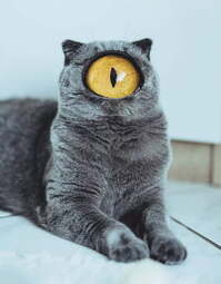 thumbnail of eye cat.jpg