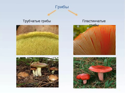 thumbnail of mushrooms.jpg
