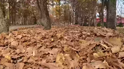thumbnail of duck-leaves.webm