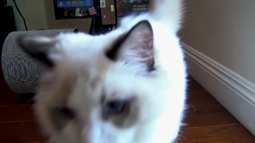 thumbnail of asmr kitty.webm
