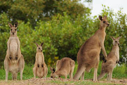 thumbnail of mob-of-kangaroos.jpg