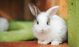 thumbnail of rabbit-475261_0.jpg