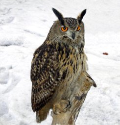thumbnail of Eagle Owl.jpg