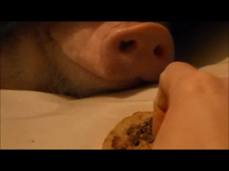 thumbnail of feeding a pig.webm