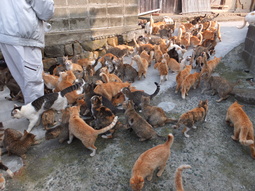 thumbnail of Cats_in_aoshima_island_1.JPG