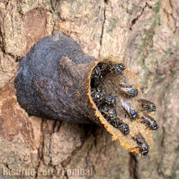 thumbnail of Hymenoptera_Pombal1.jpg