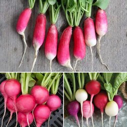 thumbnail of radish+mix+pic.jpg