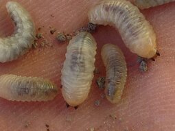 thumbnail of weevil-larvae.jpg