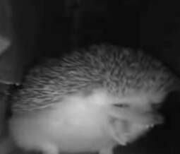 thumbnail of laughing hedgehog.jpg