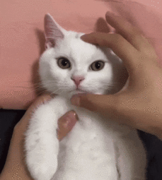 thumbnail of angry cat.gif