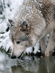 thumbnail of White_Wolf_Drinking_Water_by_Anonymous.gif
