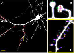 thumbnail of A-Low-power-image-of-neuron-with-marked-spines-red-contours-selected-for-simulations.png