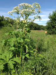 thumbnail of 1599817790_Heracleum_one_in_field.JPG