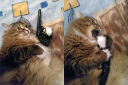 thumbnail of cuicide cat.jpg