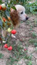 thumbnail of 7131341227319889157 #tomato #dog.mp4