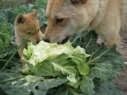 thumbnail of dogs eating cabbage.webm