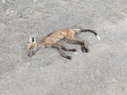 thumbnail of Dead-Fox1.jpeg