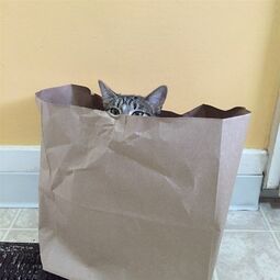 thumbnail of cat in paperbag.jpeg