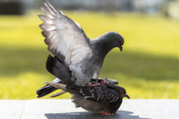 thumbnail of The-Mechanics-Of-Pigeon-Sex--300x200.jpg