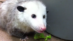 thumbnail of Opossum eating broccoli.mp4