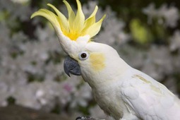 thumbnail of noisy bastard.jpg