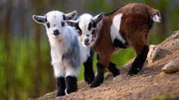 thumbnail of sn-goats.jpg