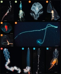 thumbnail of Photographs_of_living_siphonophores.jpg