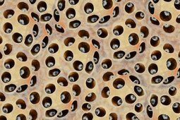 thumbnail of ae09d5a1c2cebaf48f9199f055cf528f-12-reasons-you-now-have-trypophobia-phobia-of-the-week.jpg