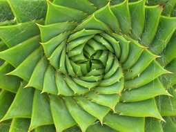 thumbnail of fibonacciSpiralALOE.jpg