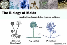 thumbnail of biology-of-mold-classification-structure-types1.jpg