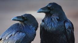 thumbnail of ravens.jpg