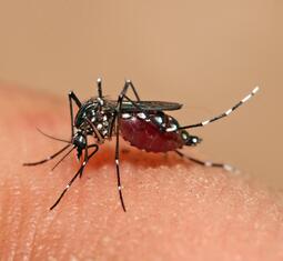 thumbnail of Aedes_aegypti_feeding.jpg