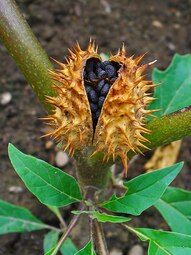 thumbnail of Datura_stramonium_007.JPG