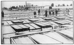 thumbnail of Auschwitz-horticulture.jpg
