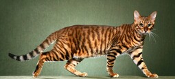 thumbnail of rawz-toyger-cat-appearance.jpg