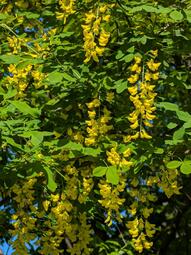 thumbnail of Laburnum anagyroides.jpg